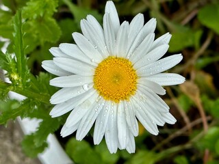 white daisy flower