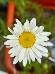 Daisy 