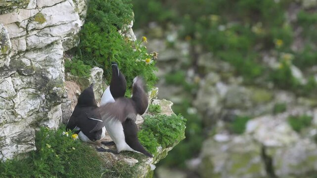 Razorbill, Alca Torda, birds on cliffs, Bempton Cliffs, North Yorkshire, England