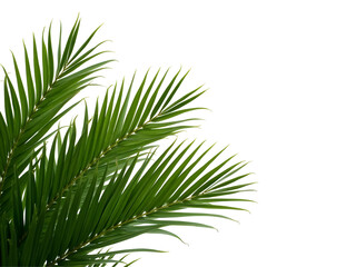 palm tree isolated on white