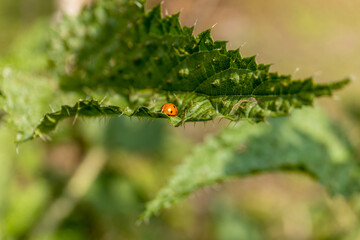 Harmonia axyridis is a large lady beetle or ladybug species that is most commonly known as the harlequin, Asian, or multicolored Asian lady beetle on a green leaf in the wild nature insect