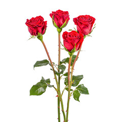 Four vibrant red roses with lush green stems and leaves are elegantly arranged against plain background, showcasing their natural beauty and romantic allure
