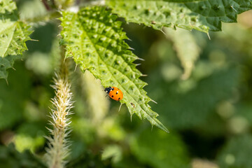 Harmonia axyridis is a large lady beetle or ladybug species that is most commonly known as the harlequin, Asian, or multicolored Asian lady beetle on a green leaf in the wild nature insect