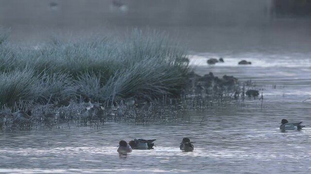 Common Redshank, Tringa totanus and Northern Lapwing, Vanellus Vanellus on marshes at dawn