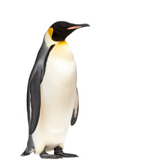 Fototapeta premium Majestic emperor penguin stands upright, showcasing its distinctive black and white plumage with hint of yellow its neck. penguin sleek body and flippers are adapted for swimming cold Antarctic