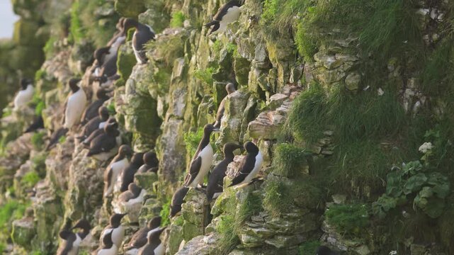 Common Murre, Common Guillemot, Uria aalge, birds colony on cliffs, Bempton Cliffs, North Yorkshire, England