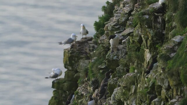 Common Murre, Common Guillemot, Uria aalge, birds colony on cliffs, Bempton Cliffs, North Yorkshire, England