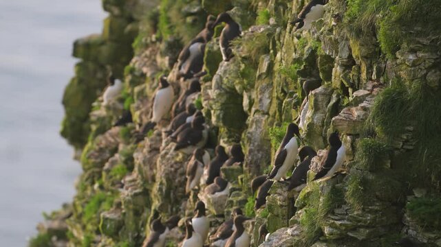 Common Murre, Common Guillemot, Uria aalge, birds colony on cliffs, Bempton Cliffs, North Yorkshire, England