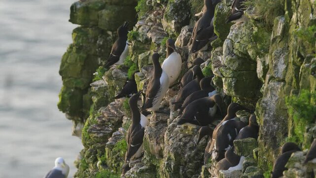 Common Murre, Common Guillemot, Uria aalge, birds colony on cliffs, Bempton Cliffs, North Yorkshire, England