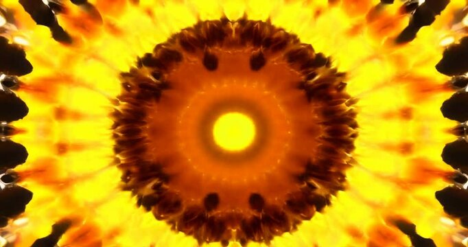 Yellow and black flower with a black background