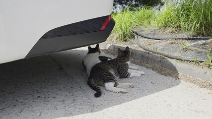 A cat resting and spending leisurely time under a car