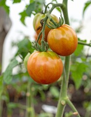 Ripe tomatoes growing in greenhouse, close up