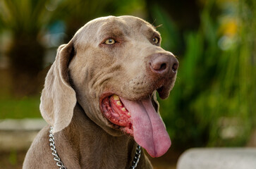 portrait of a vizsla dog