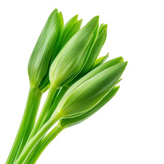 Obraz premium Cluster of vibrant green unopened lily buds with long stems, isolated on transparency background, showcasing nature beauty and potential for blooming