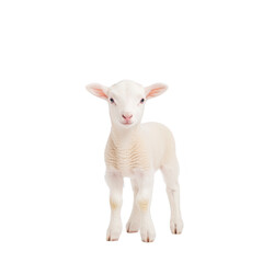 Fototapeta premium Cute, fluffy white lamb stands against plain background, showcasing its soft wool and innocent expression. lamb ears are perked up, adding to its adorable appearance