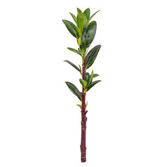 Obraz premium Single green plant stem with glossy leaves stands upright against plain background, showcasing its vibrant foliage and natural beauty