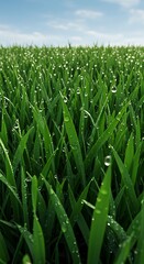 Obraz premium Morning Dew: Emerald Field's Gentle Awakening