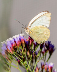butterfly on flower