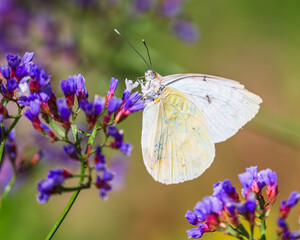 butterfly on flower