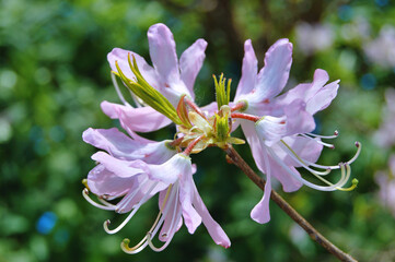 Azalea (Rhododendron) flowers