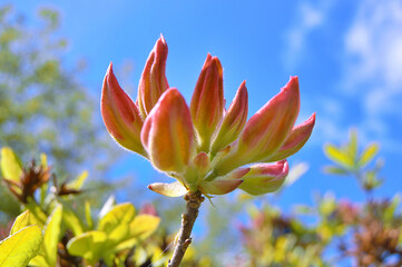Azalea (Rhododendron) flowers