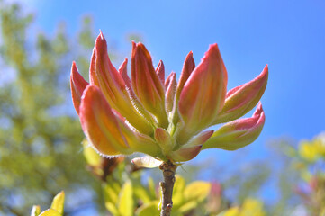 Azalea (Rhododendron) flowers