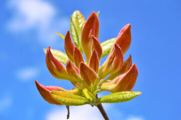 Azalea (Rhododendron) flowers