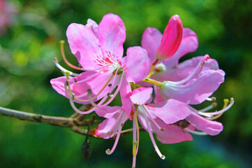 Azalea (Rhododendron) flowers