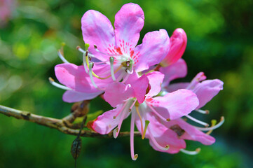Azalea (Rhododendron) flowers