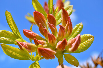 Azalea (Rhododendron) flowers