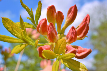 Azalea (Rhododendron) flowers