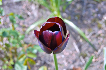 Tulip in the garden during summer