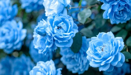 Blue roses in the garden