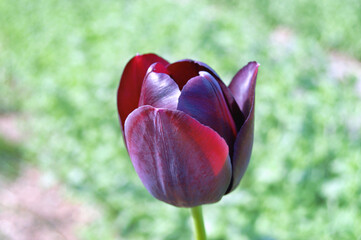 Tulip in the garden during summer