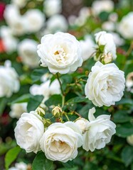 Obraz premium White rose in the garden