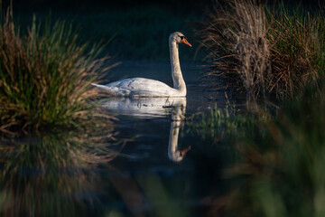 Adult white swan in the water near the reeds.
