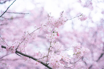 ピンクの桜