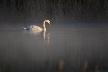 An adult swan swims on the surface in the morning mist.
