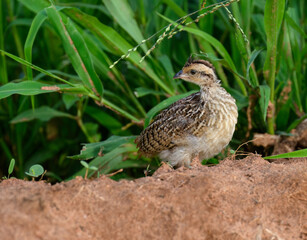 A fluffy juvenile Crested Francolin chick standing on a reddish dirt mound with tall green grasses behind