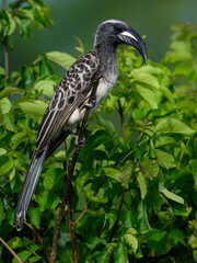 African Grey Hornbill sitting in dense green foliage, side profile clearly visible