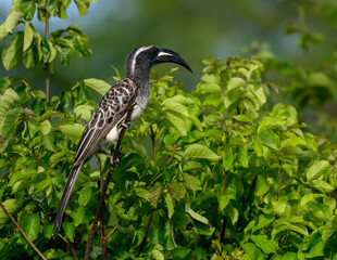 African Grey Hornbill sitting in dense green foliage, side profile clearly visible