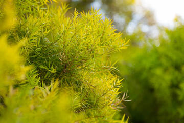 Close-up view of Melaleuca linariifolia plant at sunny day