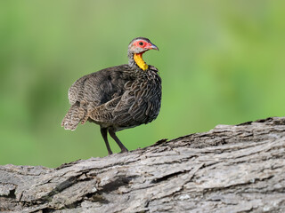 Yellow-necked Spurfowl standing alert on a tree trunk, with vivid red and yellow facial skin