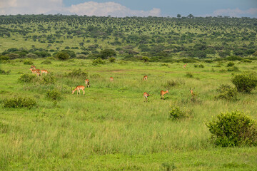 A large herd of impalas grazes across a vast open savanna under a cloudy sky