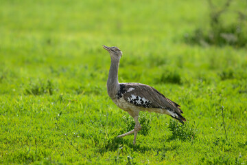 A Kori Bustard strides through lush green grass, its large size and speckled plumage standing out in the open field