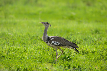 A Kori Bustard strides through lush green grass, its large size and speckled plumage standing out in the open field