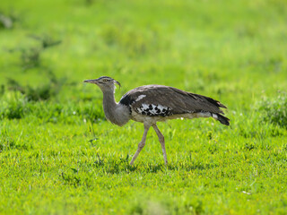 A Kori Bustard strides through lush green grass, its large size and speckled plumage standing out in the open field