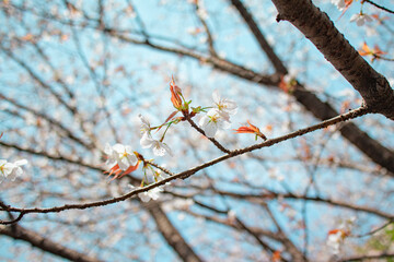 桜