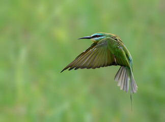 Blue-cheeked Bee-eater in mid-flight, showcasing its elegant wings and streamlined body