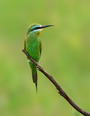 Blue-cheeked Bee-eater perched on a slender twig, glowing with green and turquoise plumage